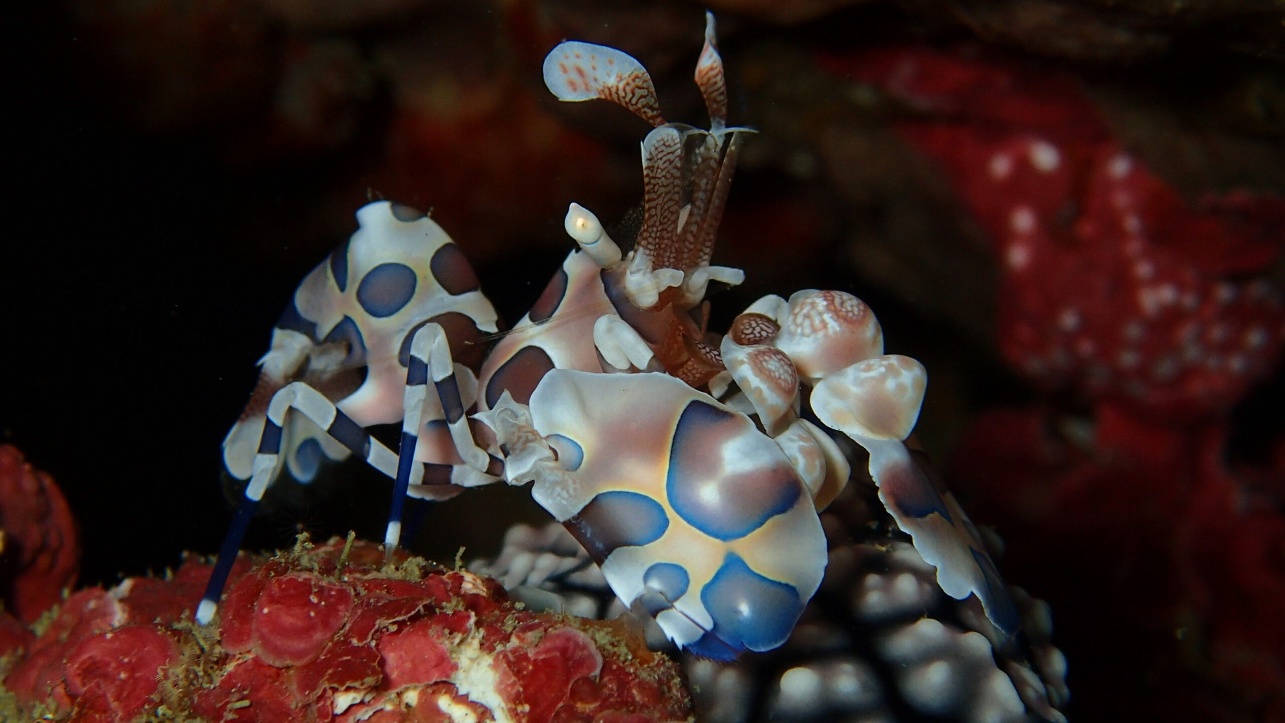 在龍洞灣潛水有機會看見外表討喜的油彩蠟膜蝦