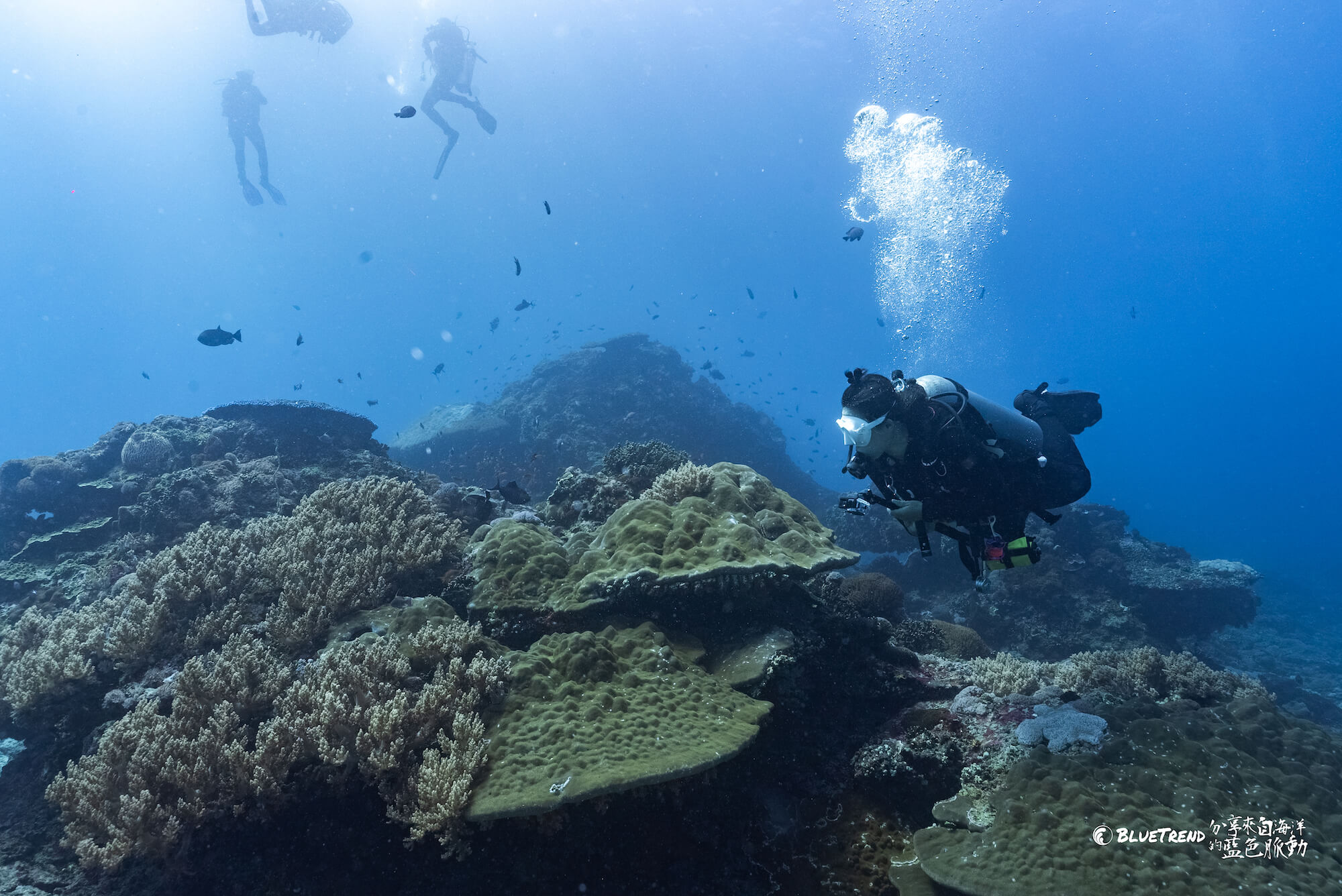 DSC07495 【印尼 峇里島】21～29度的瘋狂水溫！峇里島潛水就是要看 Manta、Mola 大物 feat. 海島瘋