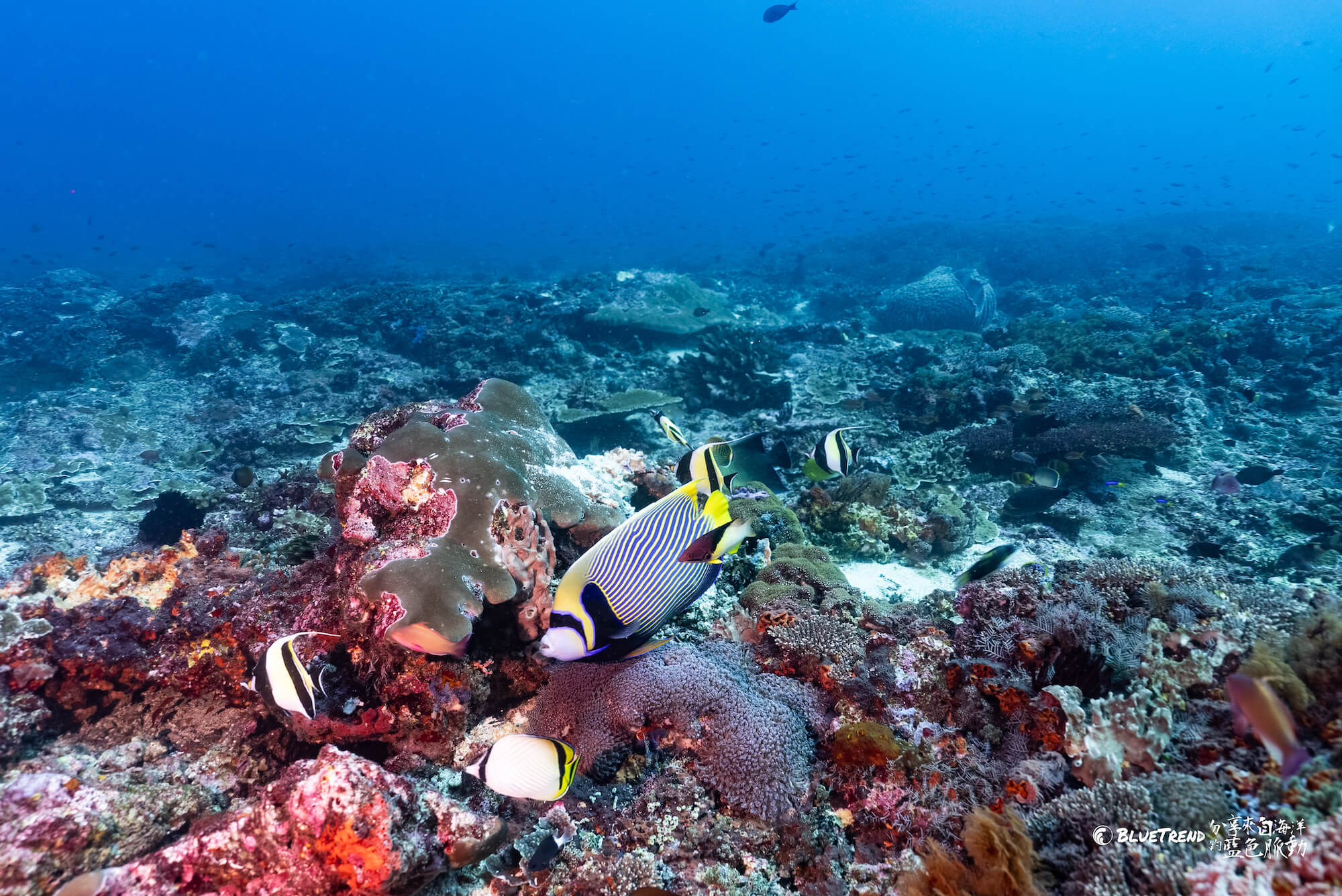 DSC07518 【印尼 峇里島】21～29度的瘋狂水溫！峇里島潛水就是要看 Manta、Mola 大物 feat. 海島瘋