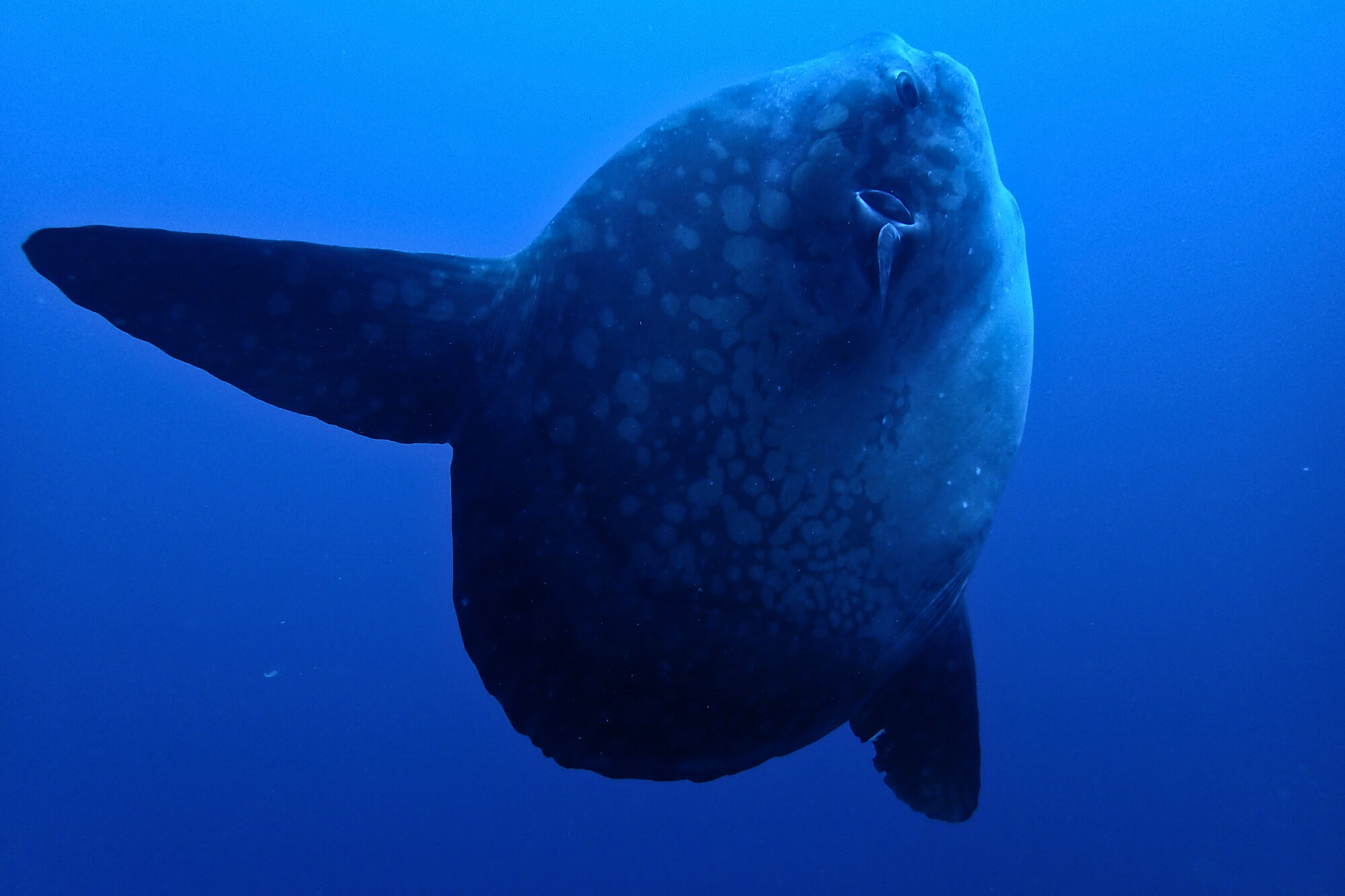 峇里島潛水mola 【印尼 峇里島】21～29度的瘋狂水溫！峇里島潛水就是要看 Manta、Mola 大物 feat. 海島瘋