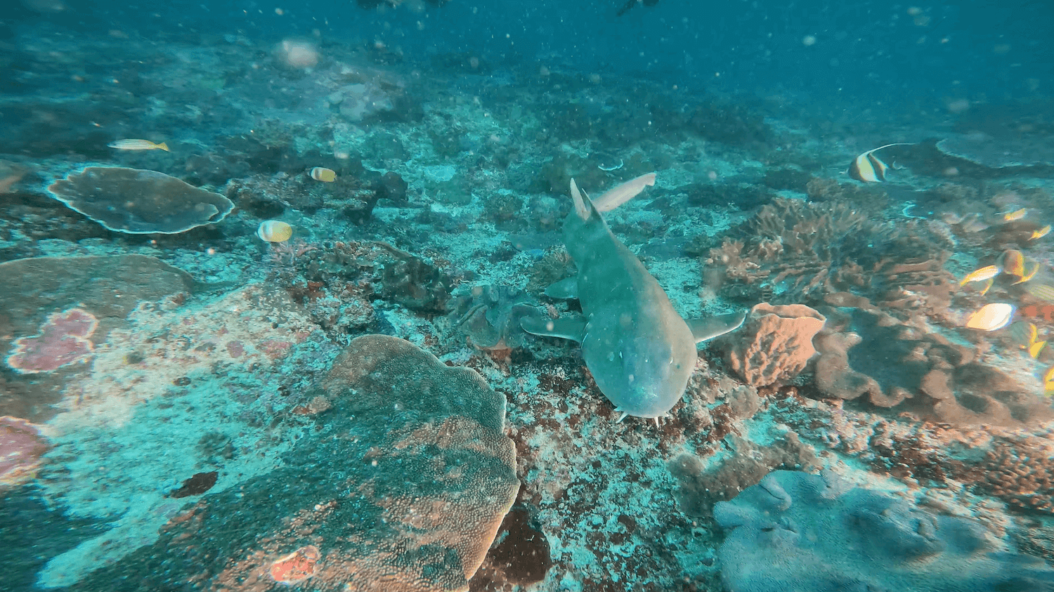 峇里島潛水鯊魚 【印尼 峇里島】21～29度的瘋狂水溫！峇里島潛水就是要看 Manta、Mola 大物 feat. 海島瘋