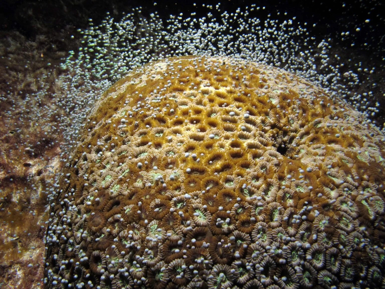 Yoko Nozawa 01 1536x1152 1 珊瑚為何會同時間大量產卵？關鍵在日落到月昇的黑暗期！