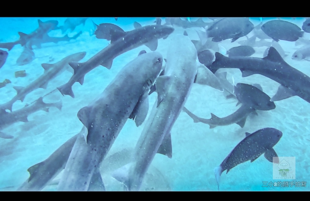 20230820190602 37 【日本 館山】 到千葉館山伊戸能滿足被鯊魚包圍願望的「ダイビングサービス BOMMIE 」