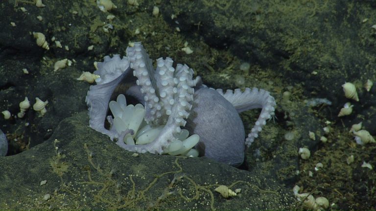 53165485606 b3f03991aa o 科學家發現加州深海「章魚花園」 逾2萬隻章魚群聚海底溫泉創造生態綠洲