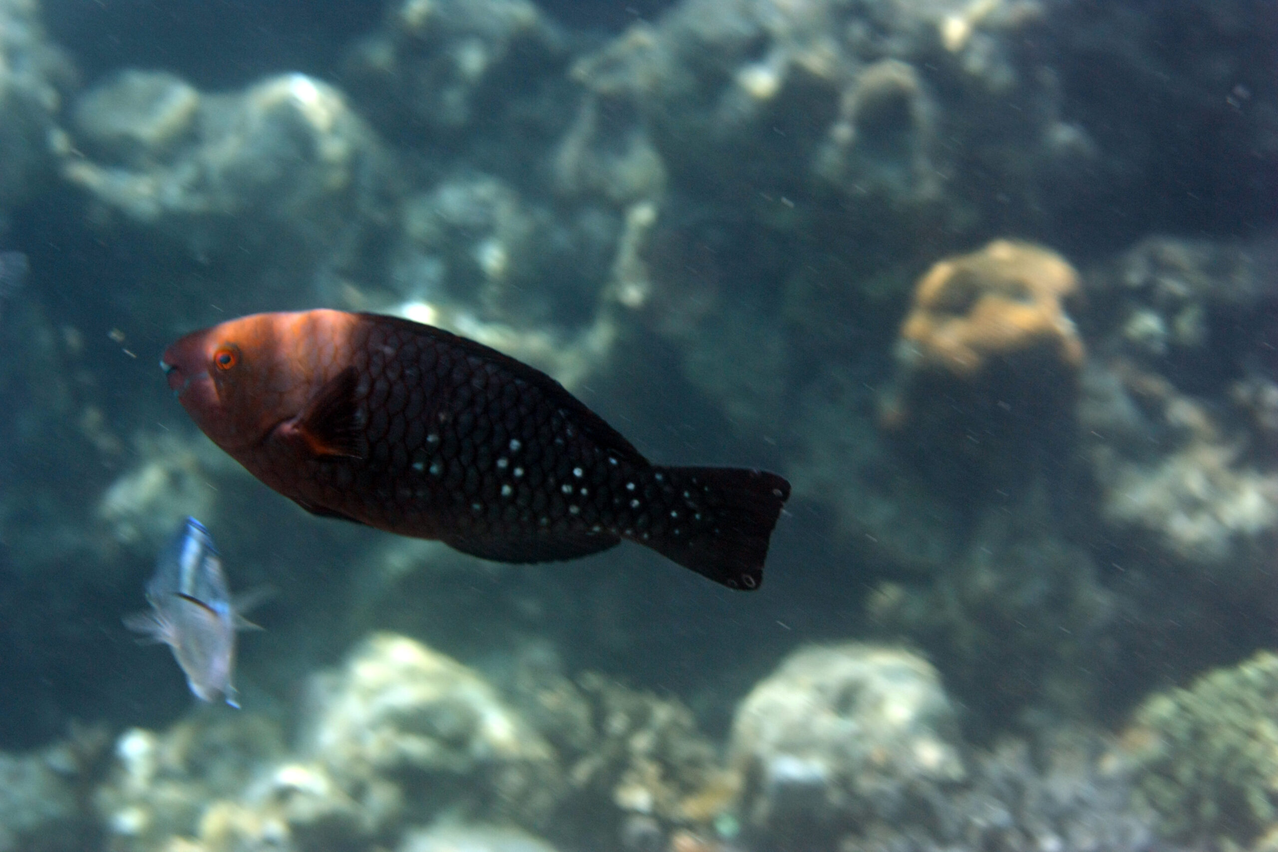 ScaridaeScarus prasiognathos 東沙內環礁1804犬 1 scaled 【布魯小教室】海中變色龍？珊瑚好盟友 - 一生會性別轉換的鸚哥魚