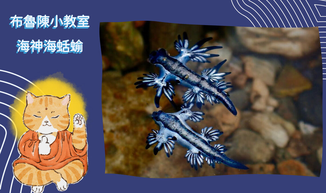 004 布魯小教室 vivipic 【布魯小教室】有毒勿碰！漂流的夢幻藍天使-海神海蛞蝓
