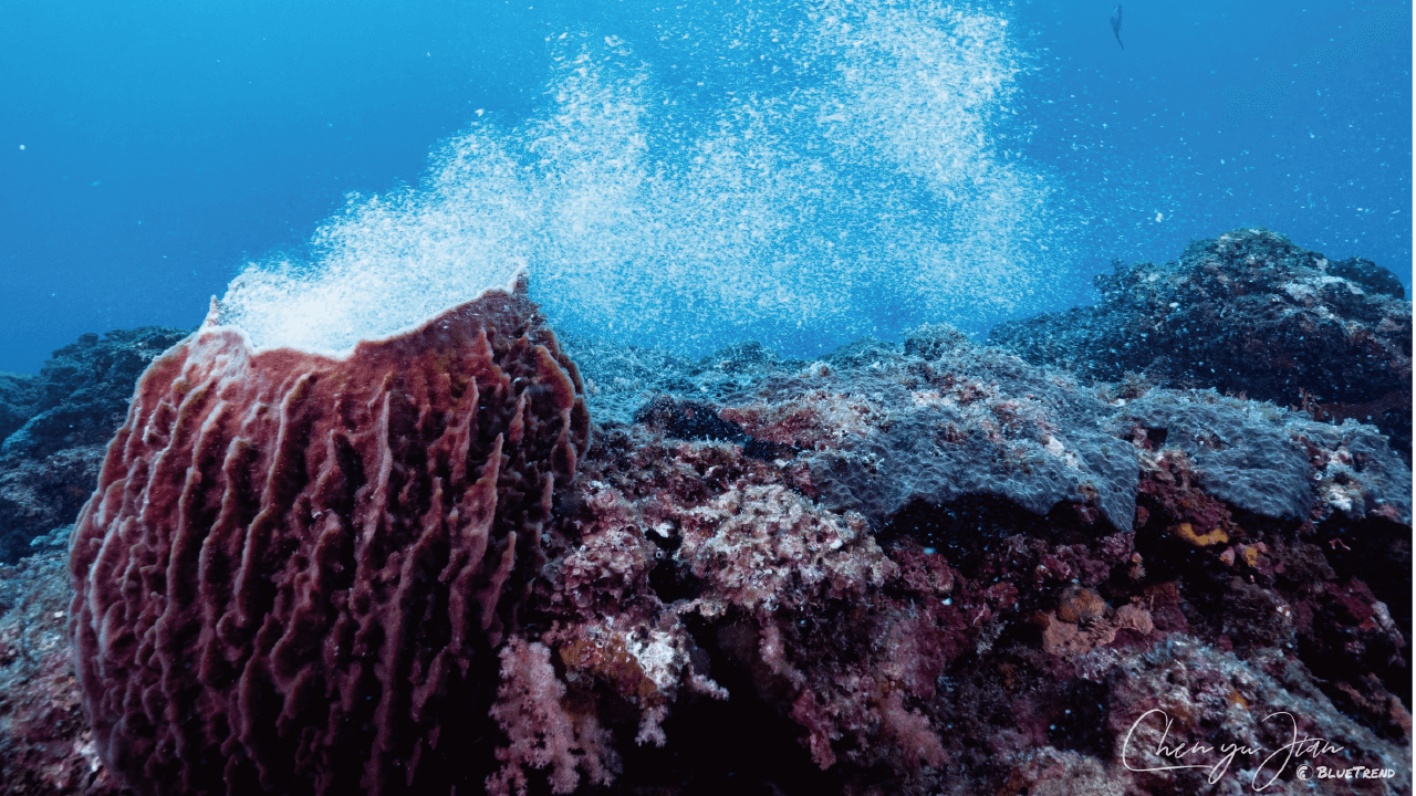 006 2023 基隆潮境資源保育區 海洋公民科學家生物資料庫