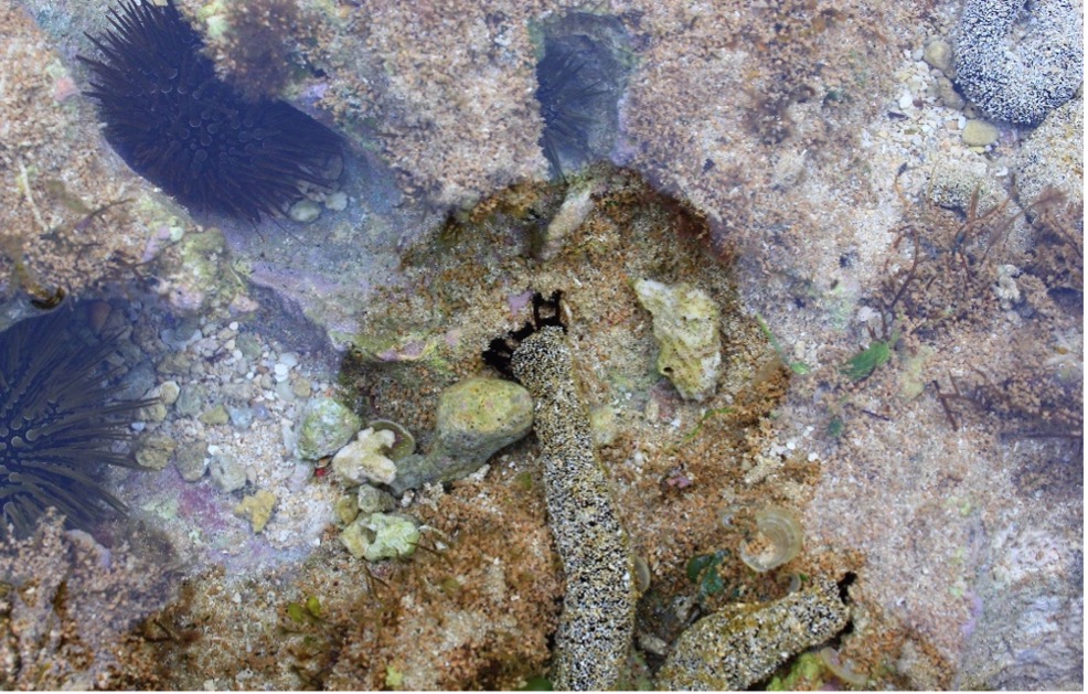 2 「海膽荒礁」：小琉球肚仔坪潮間帶急需規劃管理