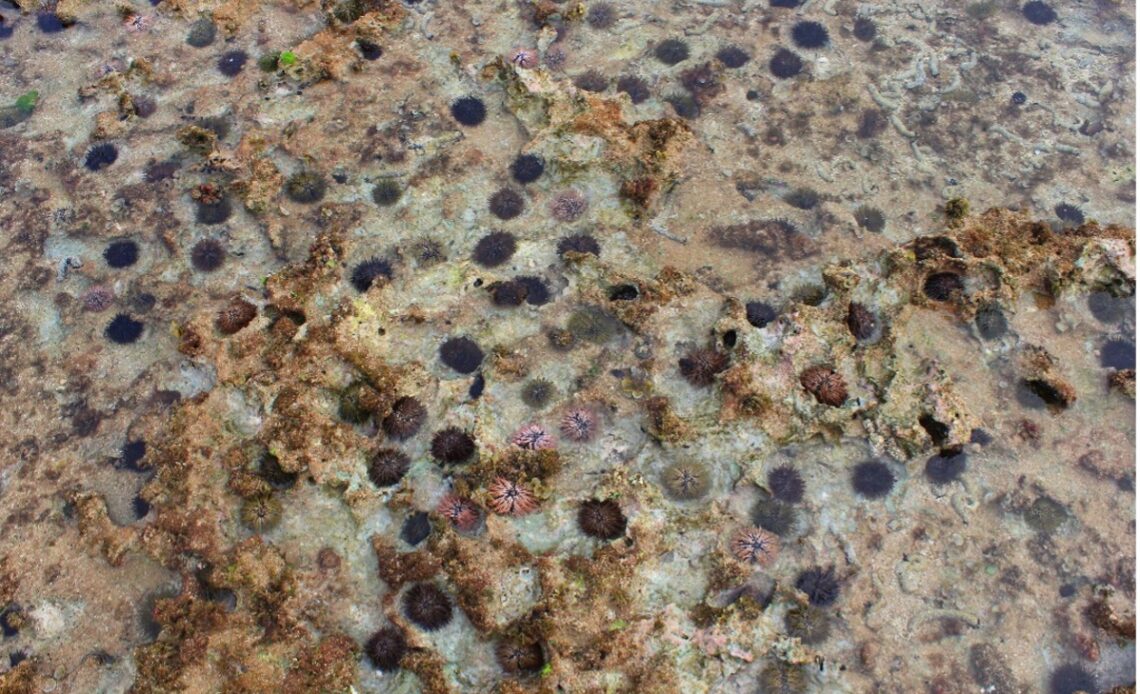 4 「海膽荒礁」：小琉球肚仔坪潮間帶急需規劃管理