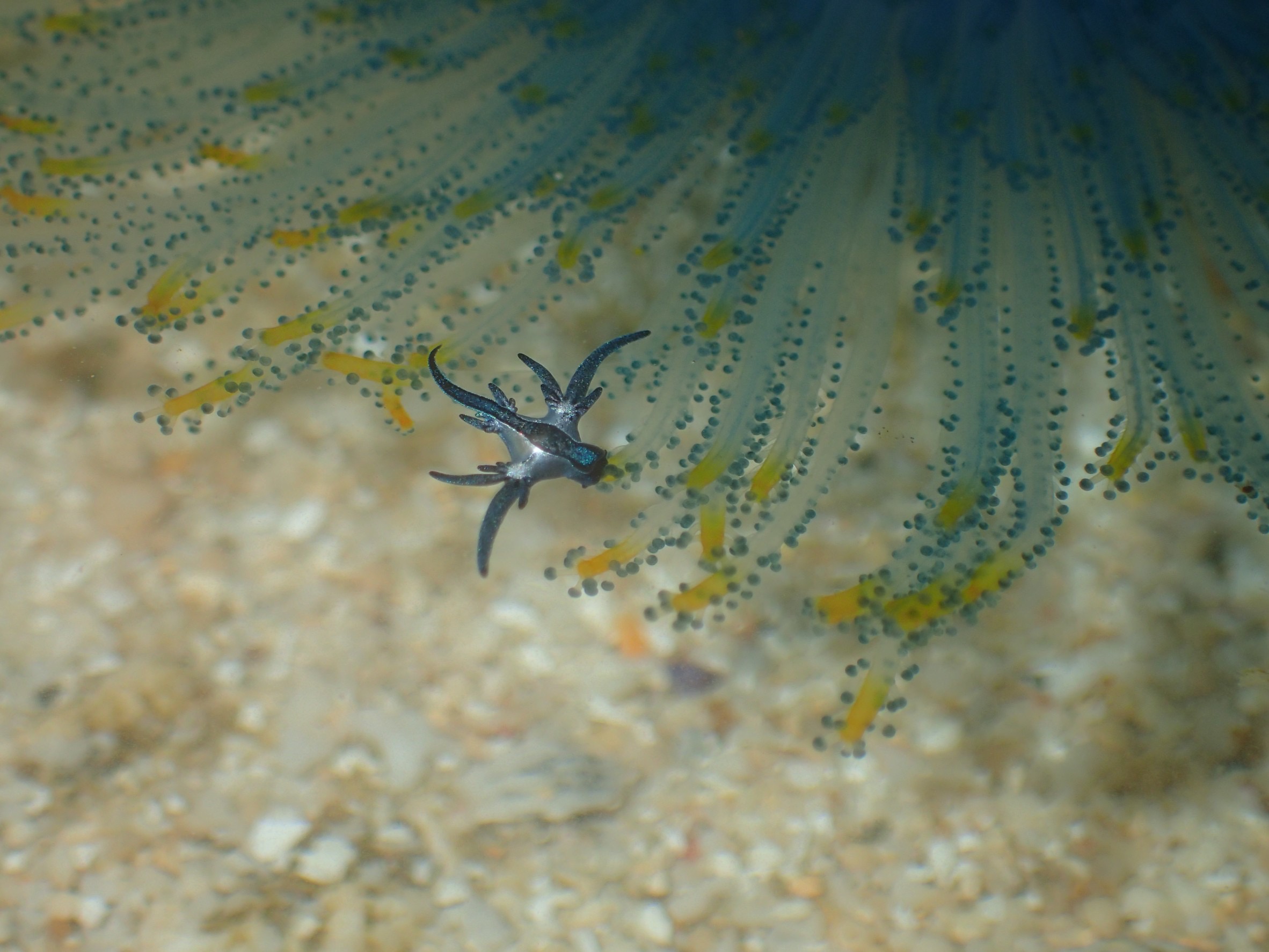 IMG 5784 【布魯小教室】有毒勿碰！漂流的夢幻藍天使-海神海蛞蝓