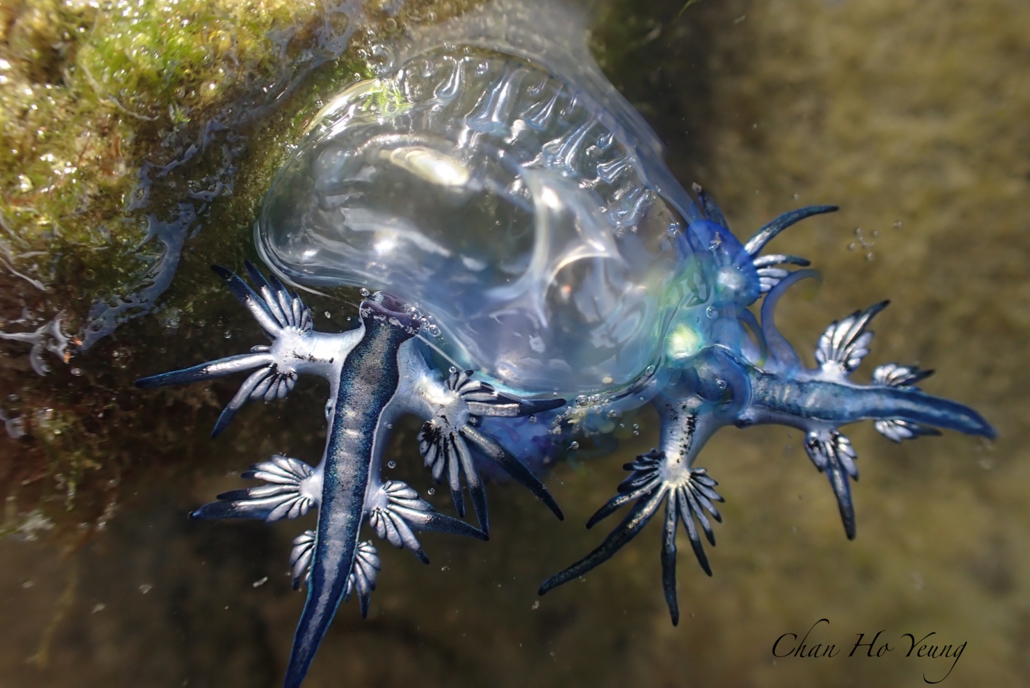 IMG 5787 【布魯小教室】有毒勿碰！漂流的夢幻藍天使-海神海蛞蝓