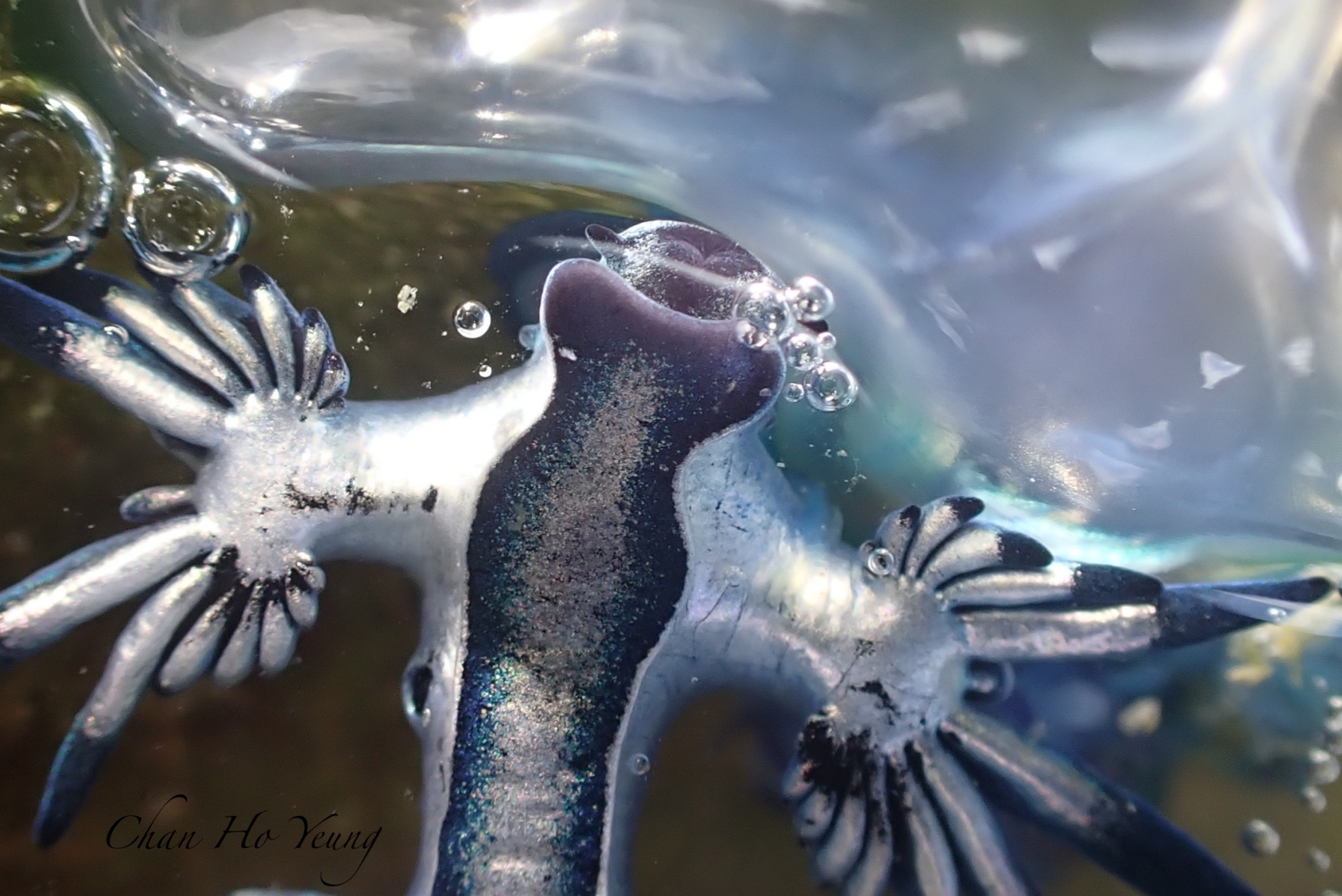 IMG 5788 【布魯小教室】有毒勿碰！漂流的夢幻藍天使-海神海蛞蝓