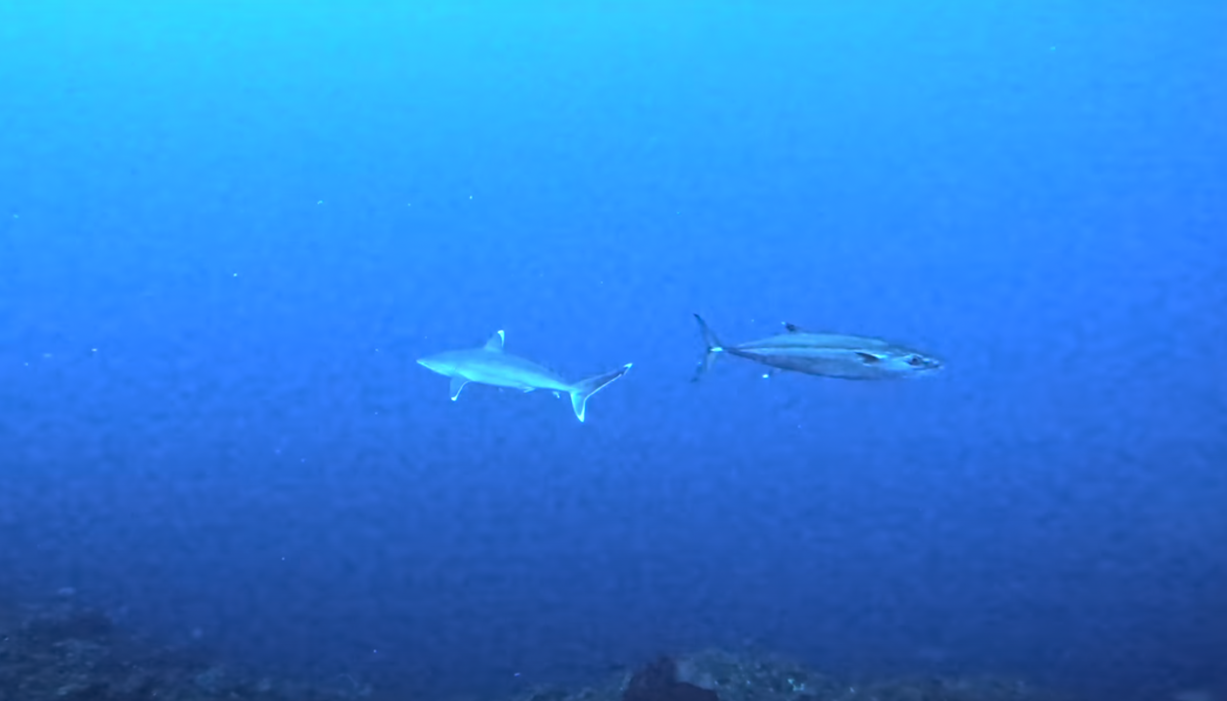 shark 【印尼】高級船宿潛水初體驗，印尼我來了！