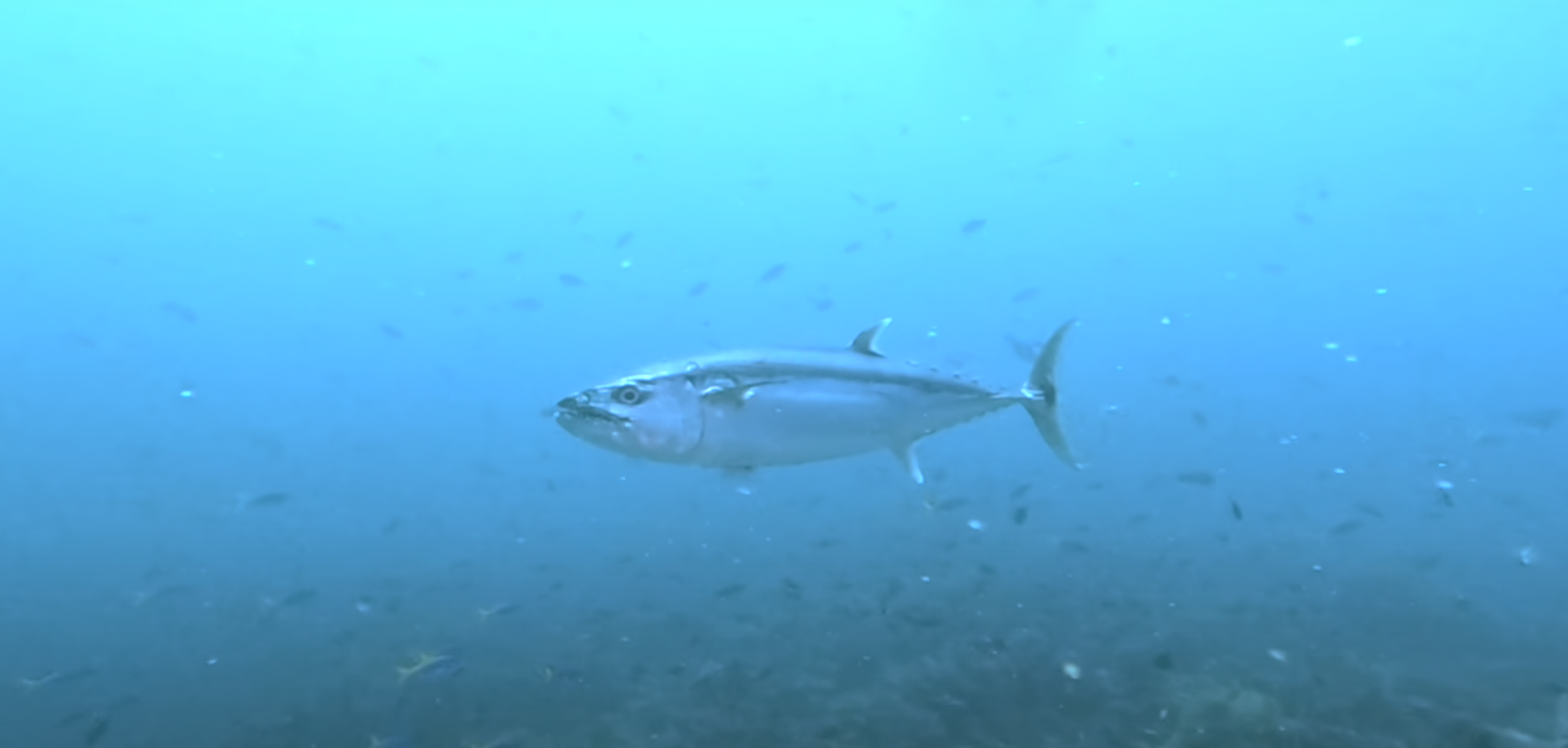 tuna 【印尼】高級船宿潛水初體驗，印尼我來了！
