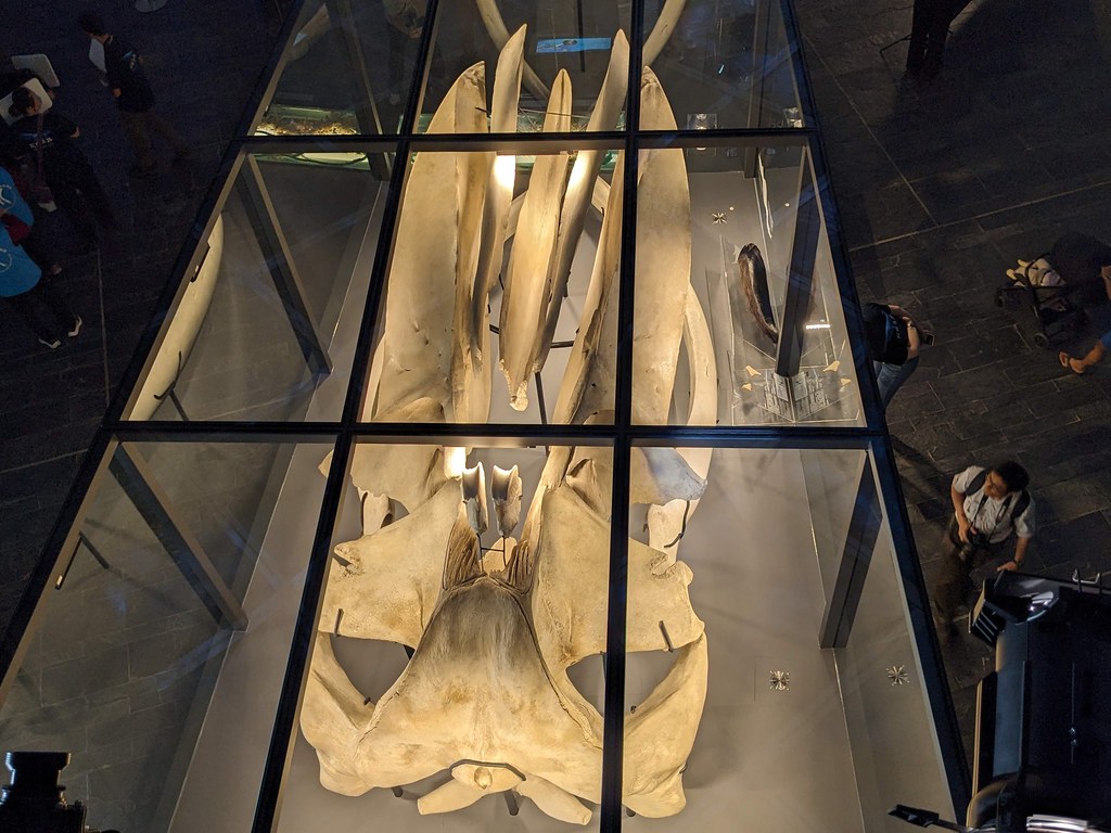 53404795810 aae4209efc b 海生館展出長濱藍鯨完整標本 骨骼繩索勒痕喚起保育省思