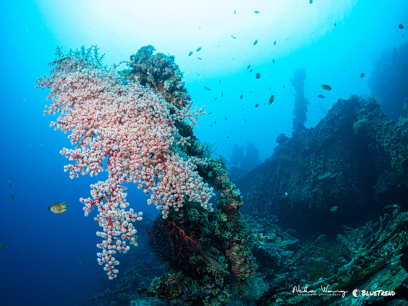 IMG 6481 世界上最大的群島國家、擁有 1.7 萬個小島、海人一生必去，印尼潛水點大揭秘！