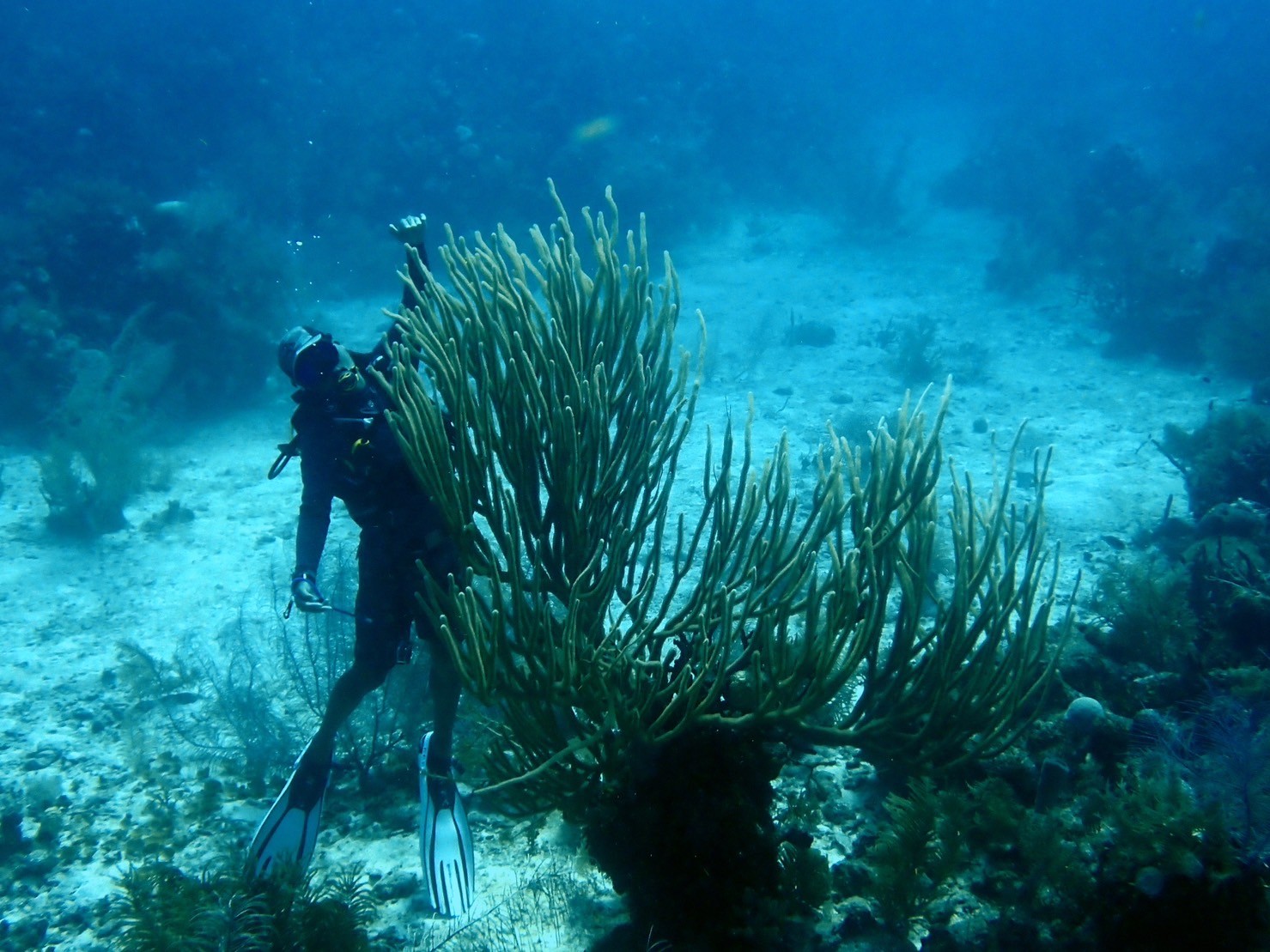 LINE ALBUM 貝里斯生物照 231224 1 世界十大潛點就在這，水下鐘乳石遺跡、鯊魚護衛隊伴潛，一起去貝里斯潛水！