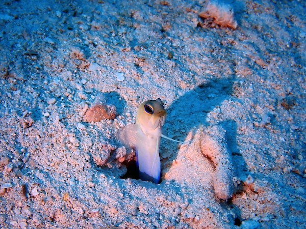 LINE ALBUM 貝里斯生物照 231225 3 世界十大潛點就在這，水下鐘乳石遺跡、鯊魚護衛隊伴潛，一起去貝里斯潛水！