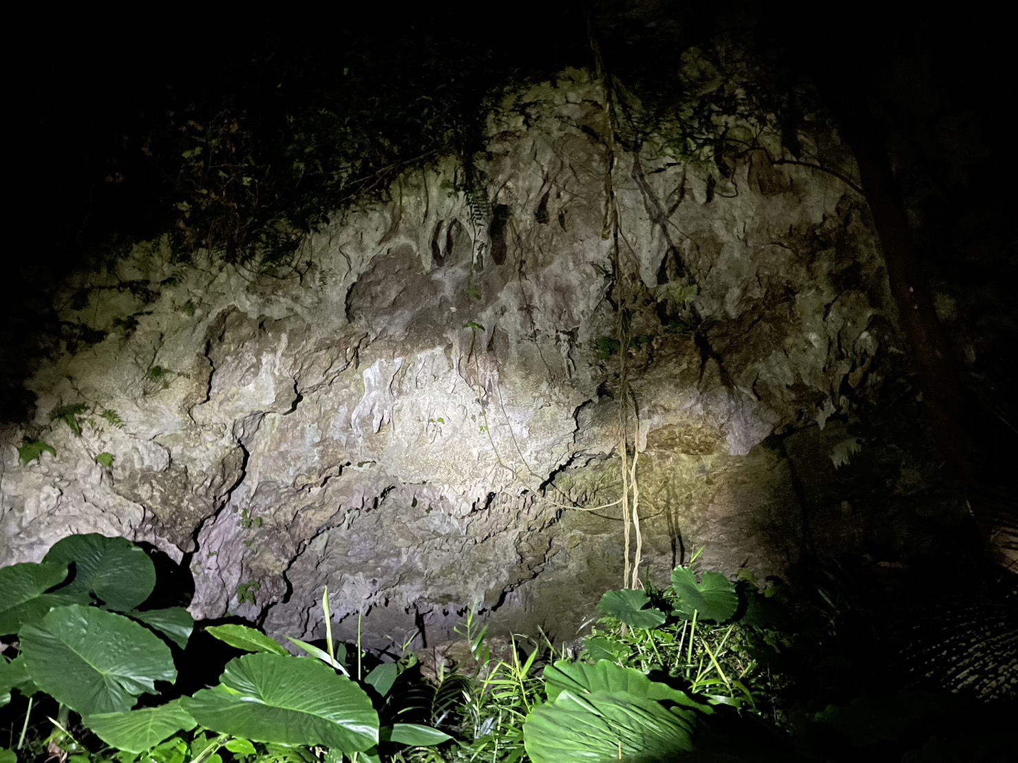 UWAGA JUNGLE 叢林冒險蝙蝠洞穴