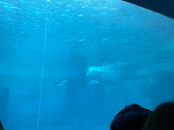 IMG 0256 1 【日本｜名古屋】初見殺人鯨的感動，一整天逛不完！開箱日本最大水族館！