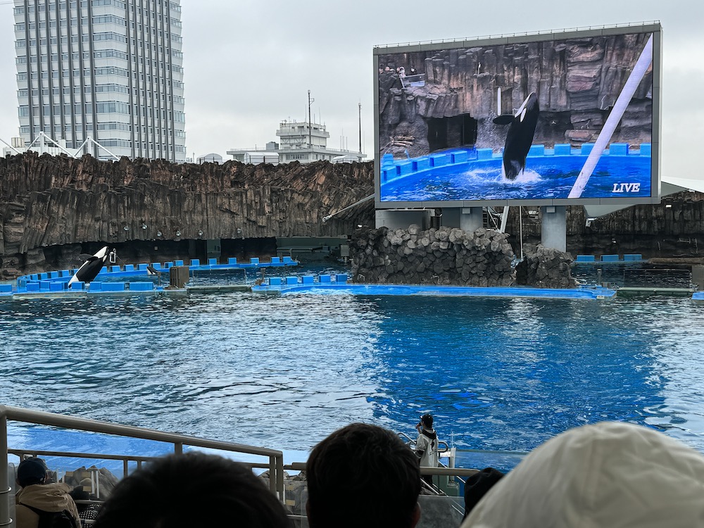IMG 0276 【日本｜名古屋】初見殺人鯨的感動，一整天逛不完！開箱日本最大水族館！