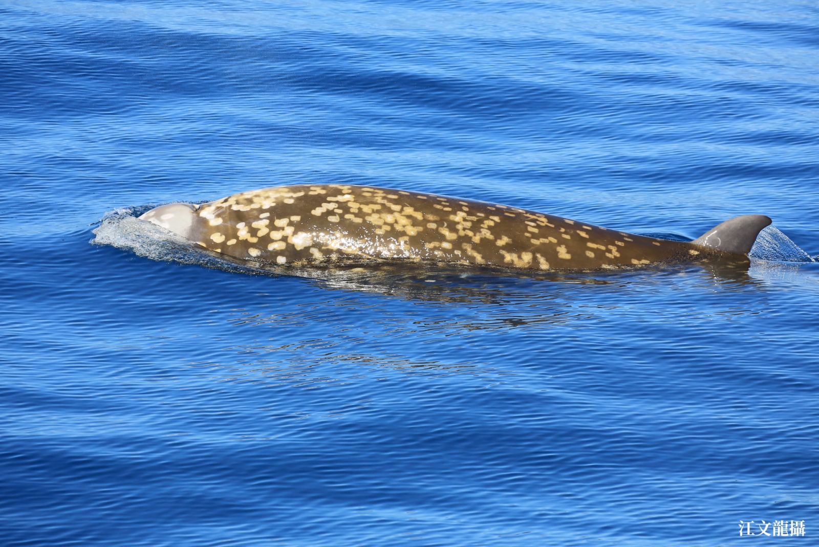 batch 圖二、花蓮近海難得一見的柯氏喙鯨，是目前潛水紀錄保持者2019 09 3水印 世界鯨魚日：深海神秘客的調查正式啟動！
