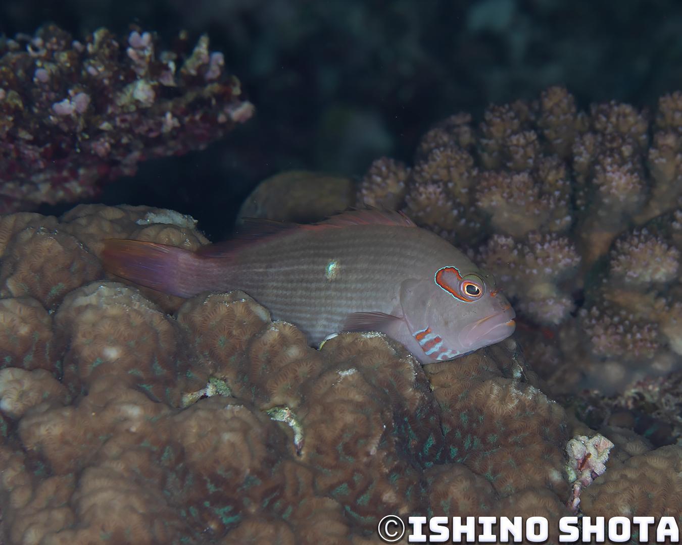 image1 2 【日本｜沖繩本島潛水】讓人感到甜蜜幸福的戀愛場景！副䱵的產卵過程全記錄！