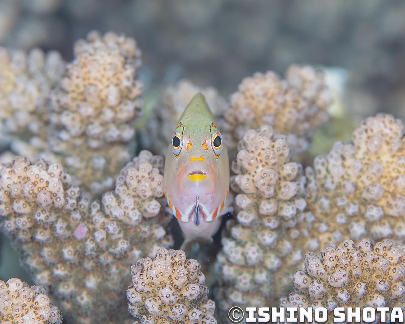 image11 1 【日本｜沖繩本島潛水】讓人感到甜蜜幸福的戀愛場景！副䱵的產卵過程全記錄！