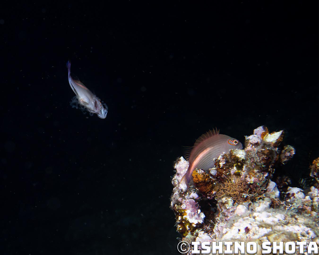 image2 1 【日本｜沖繩本島潛水】讓人感到甜蜜幸福的戀愛場景！副䱵的產卵過程全記錄！