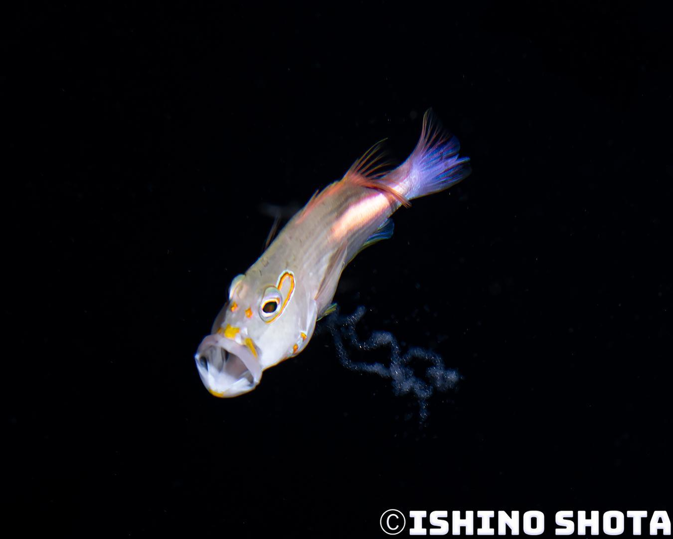 image7 1 【日本｜沖繩本島潛水】讓人感到甜蜜幸福的戀愛場景！副䱵的產卵過程全記錄！