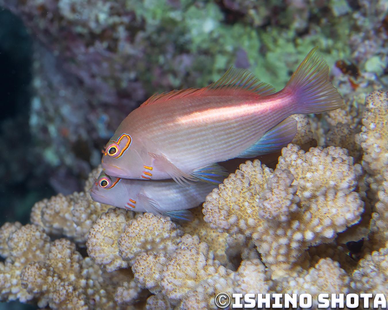 image9 1 【日本｜沖繩本島潛水】讓人感到甜蜜幸福的戀愛場景！副䱵的產卵過程全記錄！