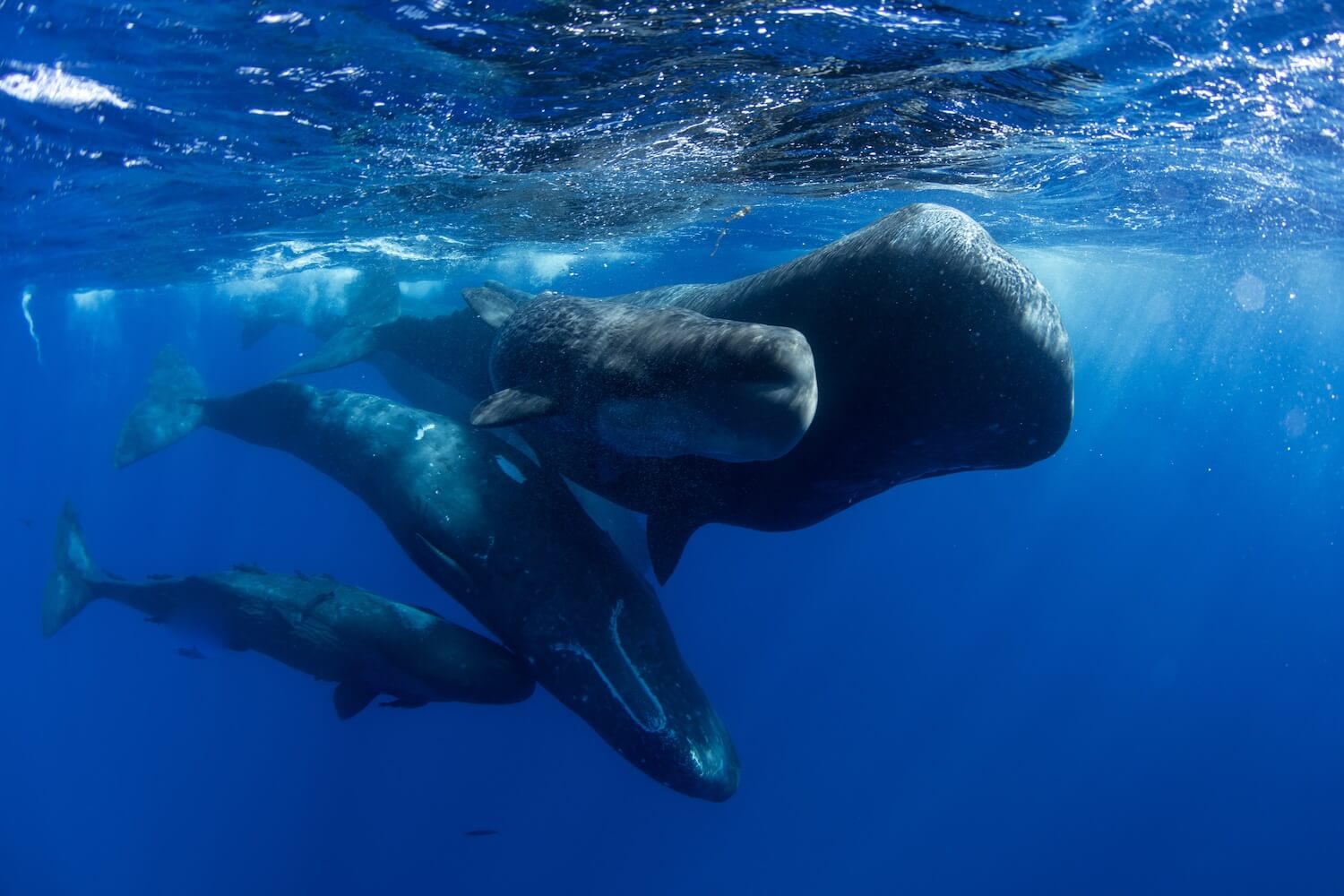 shutterstock 2331682925 2 與國際接力，在東海岸為鯨豚創造一片綠洲！