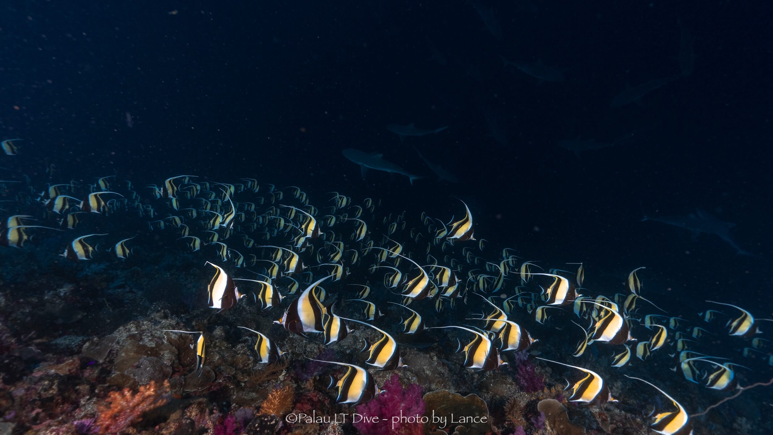 2024 1 18 西亞斯角 神仙魚 35 初探帛琉潛水 3 大潛點 : 藍洞、藍角、德國水道，替 Spawn Diving 暖身做準備