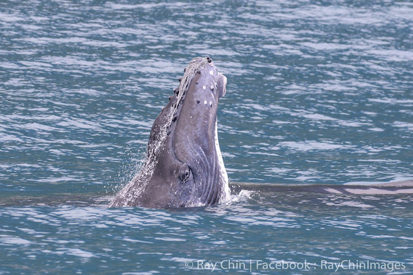 2018金磊拍攝 與國際接力，在東海岸為鯨豚創造一片綠洲！