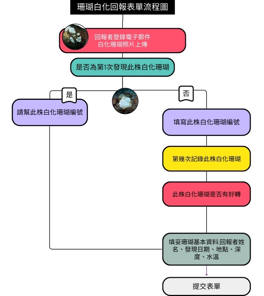 IMG 7961 珊瑚白化回報完整活動看這邊，海洋保育署邀你一起來守護！