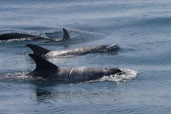 St20110607 HY 006 IMG 91716 與國際接力，在東海岸為鯨豚創造一片綠洲！