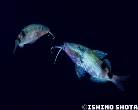 image2 450x360 2 【日本｜沖繩本島潛水】傍晚心動時刻，追查黃昏時的生態行為！