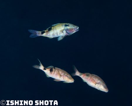 image3 450x360 1 【日本｜沖繩本島潛水】多帶海緋鯉的繁殖行為超高速的秘技！美麗的體色變化-令人注目的海緋鯉求偶行為