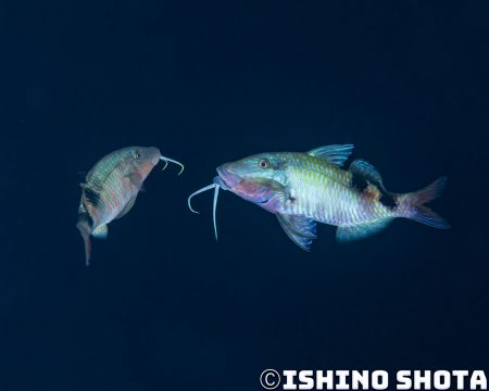 image5 450x360 1 1 【日本｜沖繩本島潛水】多帶海緋鯉的繁殖行為超高速的秘技！美麗的體色變化-令人注目的海緋鯉求偶行為
