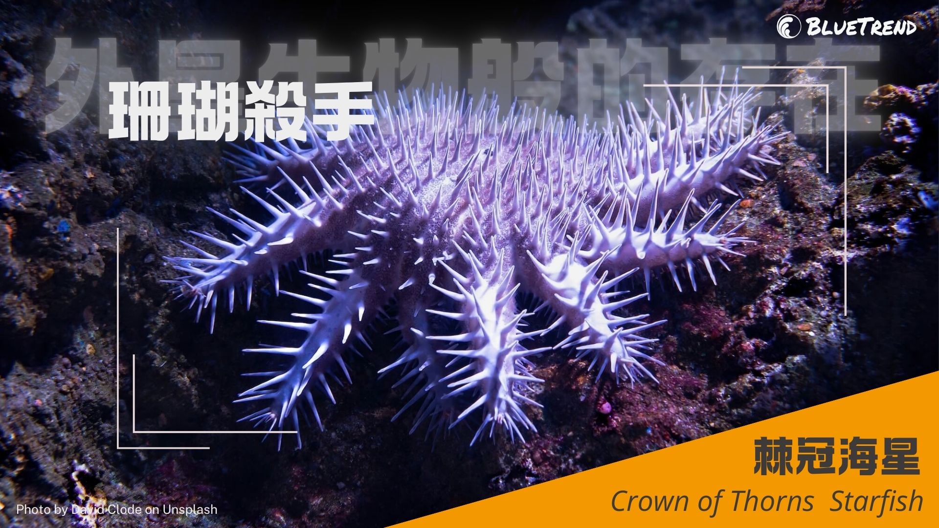 crown of thorns starfish Trending 海洋趨勢