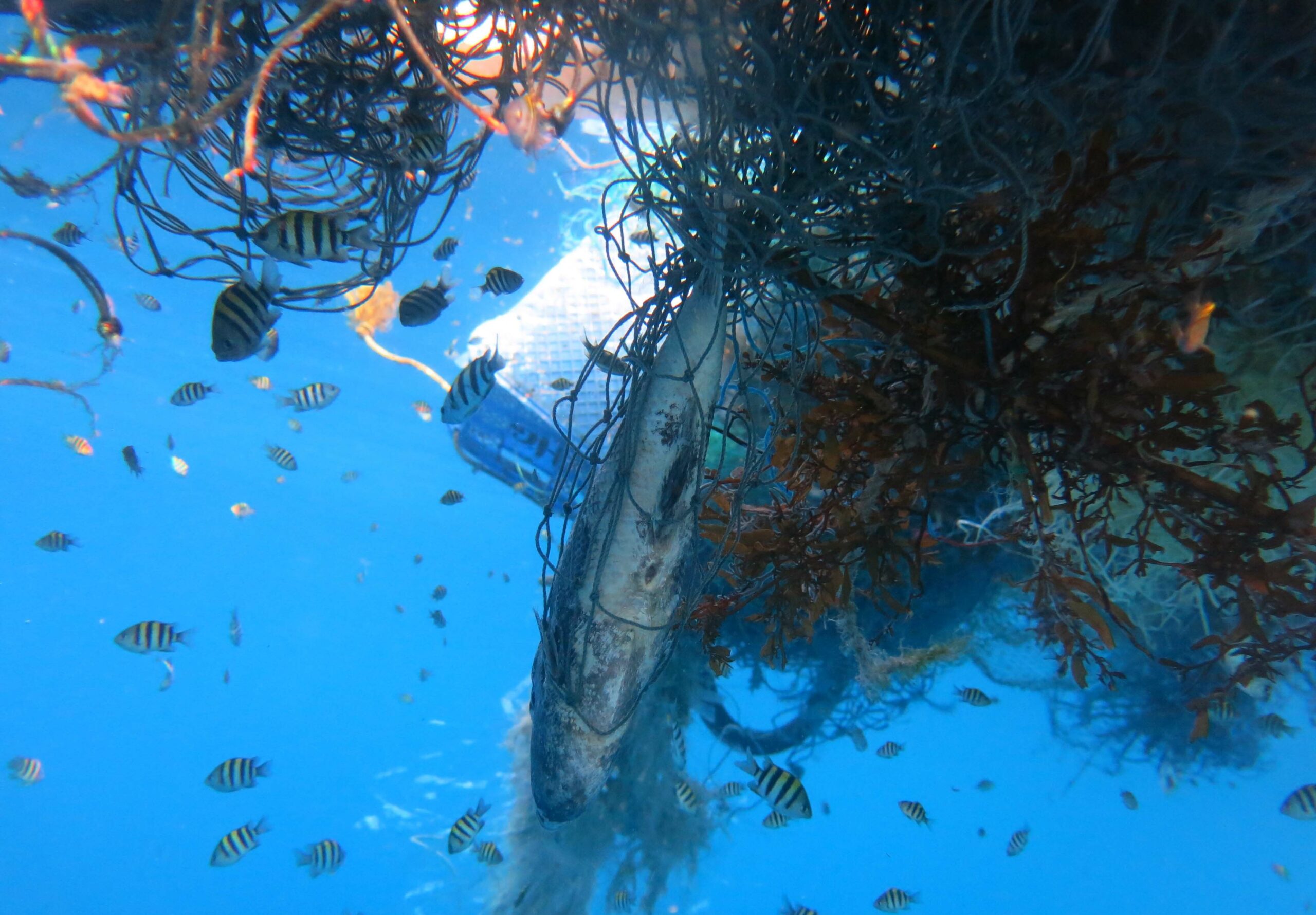 Marine organisms entangled in a ghost net within the Maldives Olive Ridley Project scaled 從鬼網變身海廢製品！臺美日韓專家交流廢棄漁具治理解方