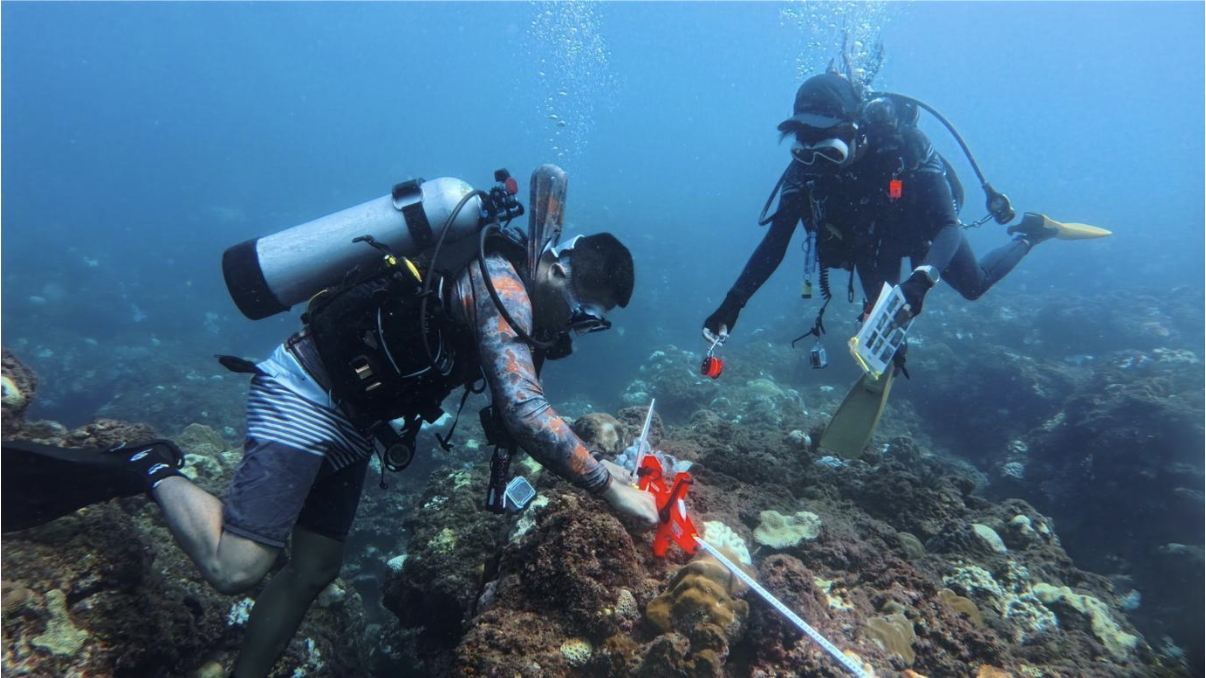 oca protect coral reef ecosystems 3 海水持續加熱中！海洋保育署成立「珊瑚特潛聯盟」，攜手產官學守護珊瑚礁生態