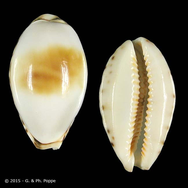 貝殼 貝殼圖鑑 海洋大學 海洋生物 海洋博物誌