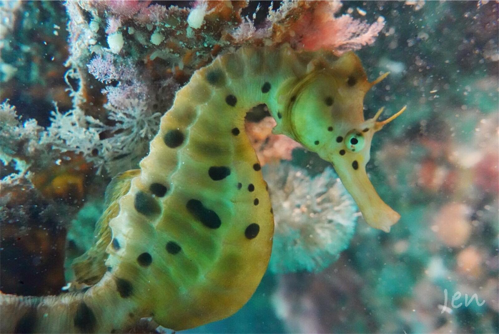 澳洲墨爾本潛水 大堡礁 潛水 海豹 海龍