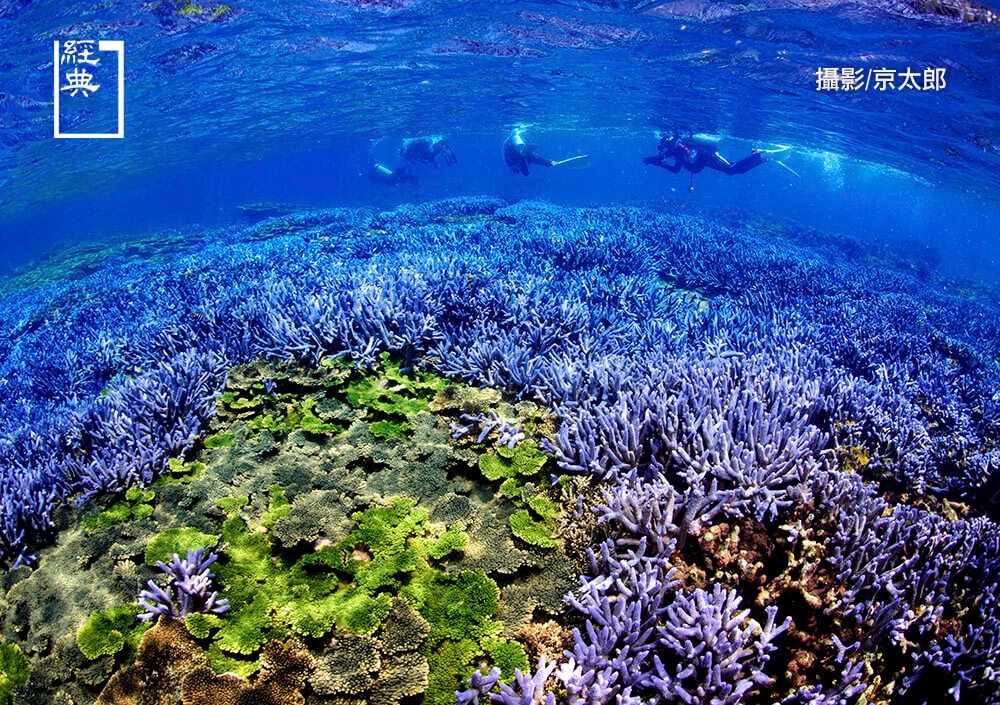 澎湖南方四島國家公園海域珊瑚覆蓋率高、魚群豐富，東吉嶼壯觀的紫色美麗軸孔珊瑚礁，潛水員稱它為「海中薰衣草森林」。（攝影／京太郎）