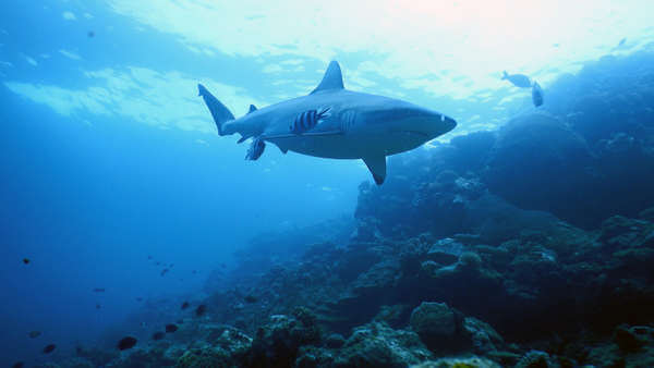 斐濟 潛水 虎鯊 tiger shark diving scuba