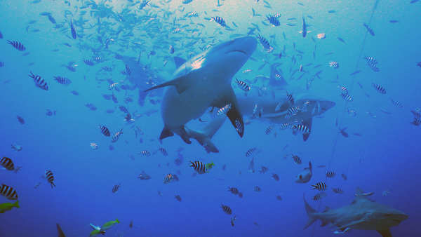 斐濟 潛水 虎鯊 tiger shark diving scuba