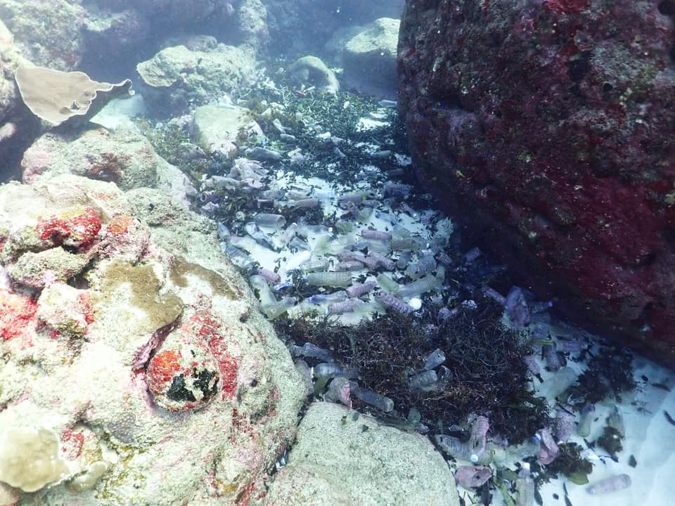 沖繩潛水,石垣島潛水,manta point