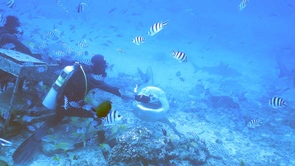 斐濟 潛水 虎鯊 tiger shark diving scuba