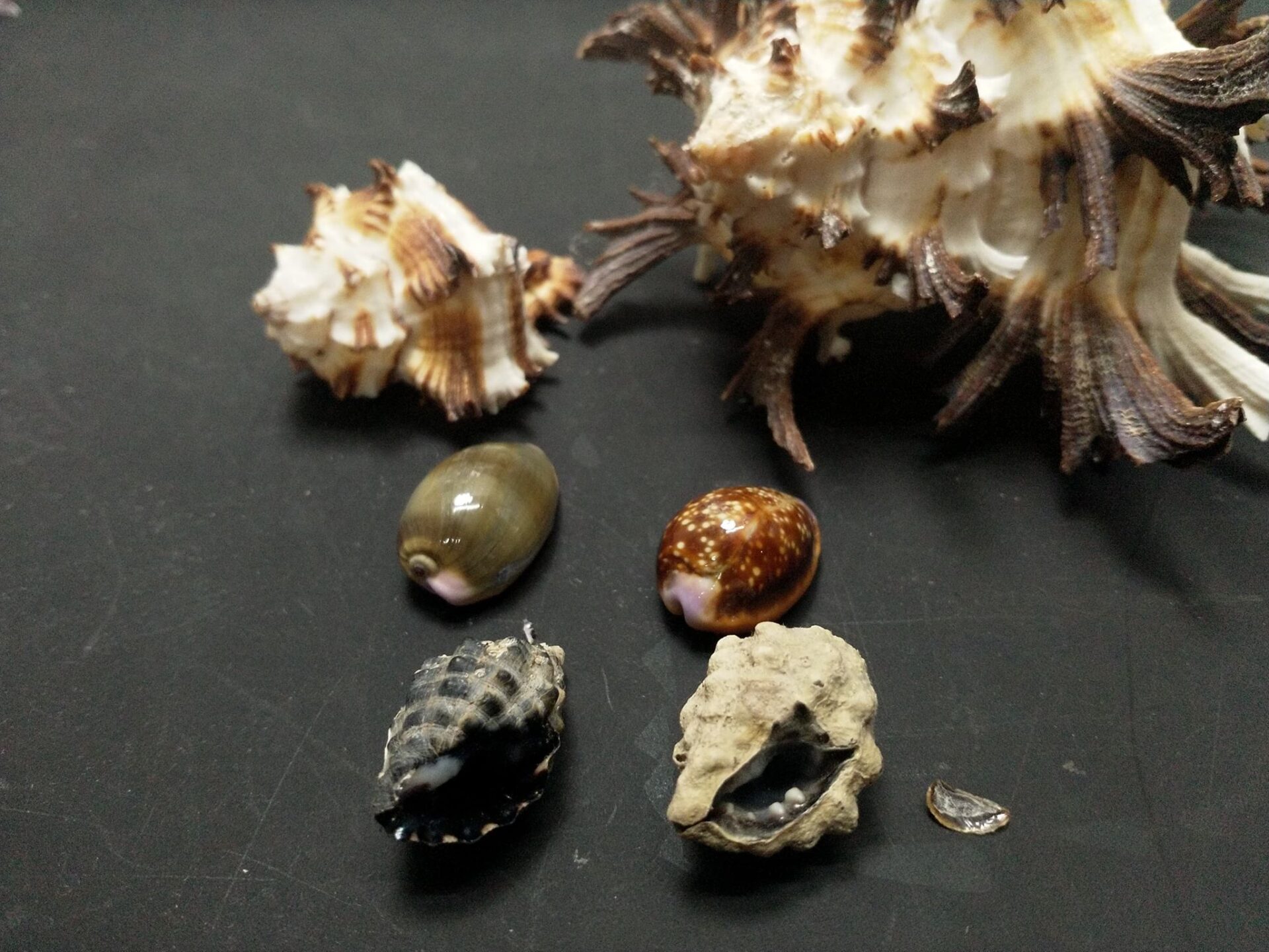 貝殼 貝殼圖鑑 海洋大學 海洋生物 海洋博物誌